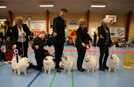 Japansk spids kennel stjernedrys