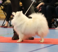 Japansk spids hvalpe sælges kennel stjerne opdræt Lena Bresdahl