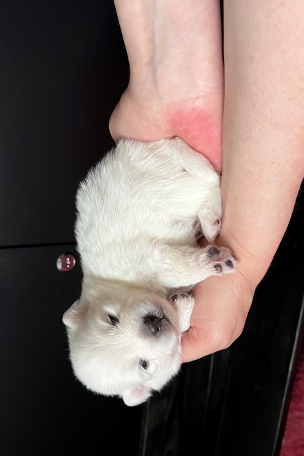 Japansk spids hvalpe