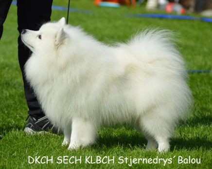 japansk spids kennel stjernedrys v lena bresdahl