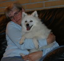 Japansk spids hvalpe sælges kennel stjerne opdræt Lena Bresdahl