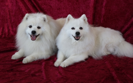 Japansk spids hvalpe til salg kennel stjernedrys