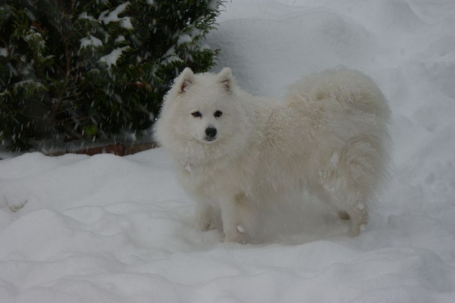 Japansk spids til salg hvalpe sælges stjerne opdræt kennel