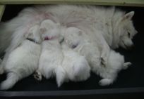 Japansk spids hvalpe sælges kennel stjerne opdræt Lena Bresdahl