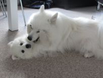 Japansk spids hvalpe til salg kennel stjernedrys