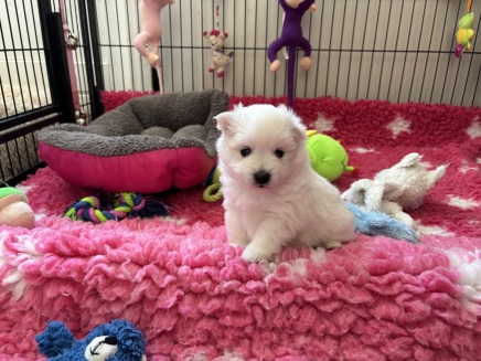 Japansk spids hvalpe