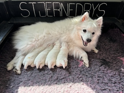 Japansk spids hvalpe