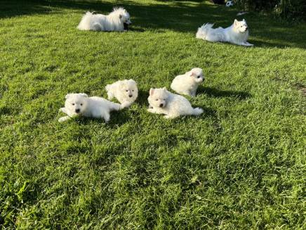 Japansk spids hvalpe