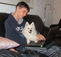 Japansk spids hvalpe sælges kennel stjerne opdræt 