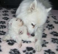 Japansk spids hvalpe sælges kennel stjerne opdræt Lena Bresdahl