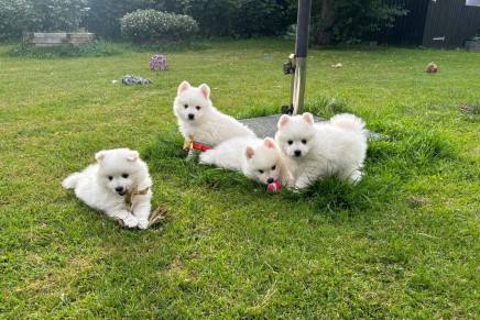 Japansk spids hvalpe